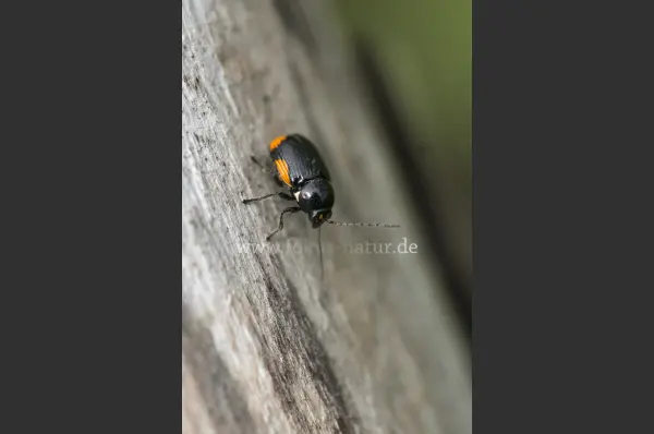Fokus-Natur Bild