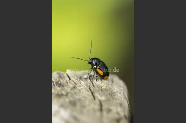 Fokus-Natur Bild