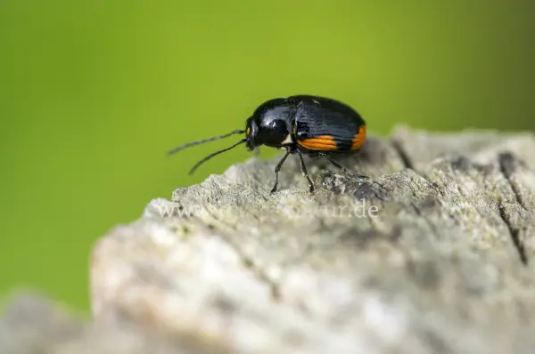 Fokus-Natur Bild