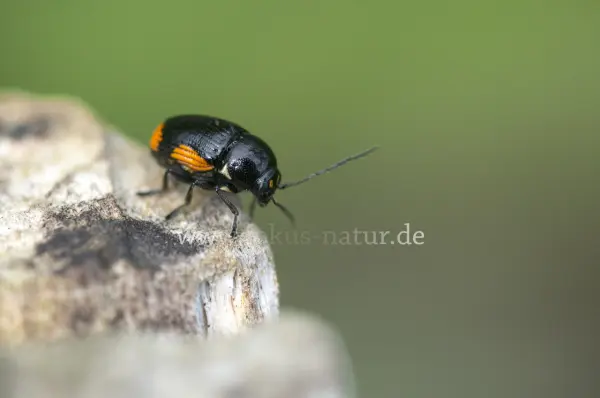 Fokus-Natur Bild
