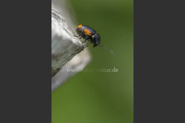 Fokus-Natur Bild