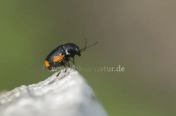 Fokus-Natur Bild