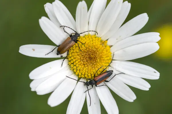 Fokus-Natur Bild