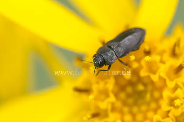 Fokus-Natur Bild