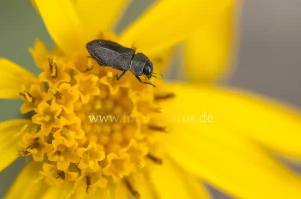 Fokus-Natur Bild