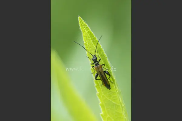 Fokus-Natur Bild