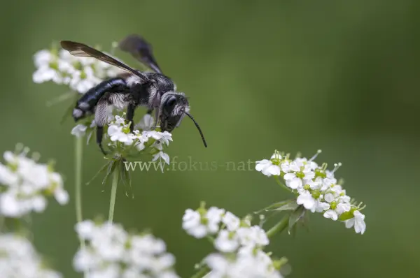 Fokus-Natur Bild