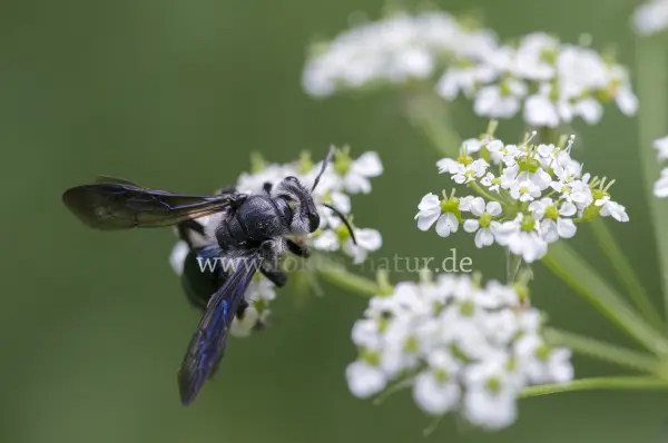 Fokus-Natur Bild