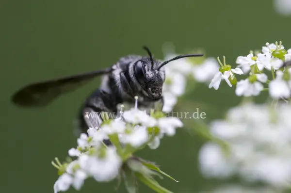Fokus-Natur Bild