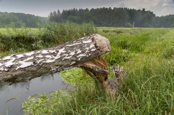 Fokus-Natur Bild