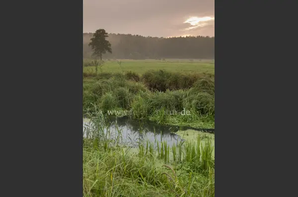Fokus-Natur Bild