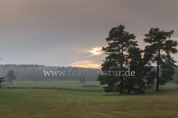 Fokus-Natur Bild