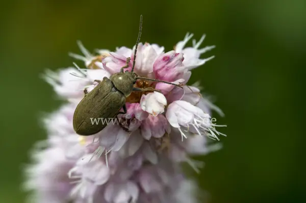 Fokus-Natur Bild