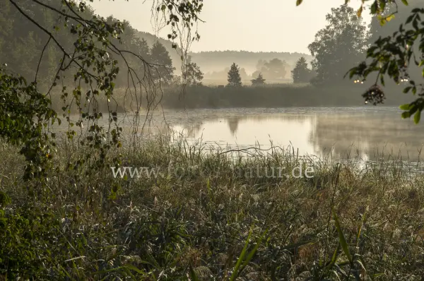 Fokus-Natur Bild