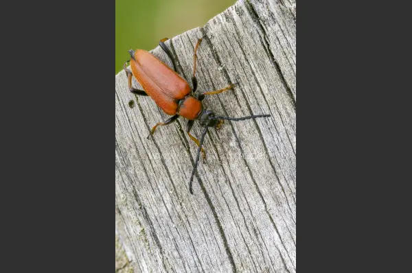 Fokus-Natur Bild