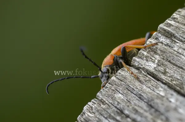 Fokus-Natur Bild