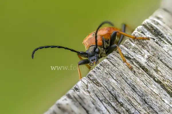 Fokus-Natur Bild