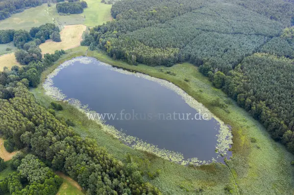Fokus-Natur Bild
