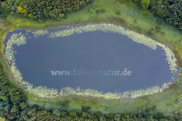 Fokus-Natur Bild