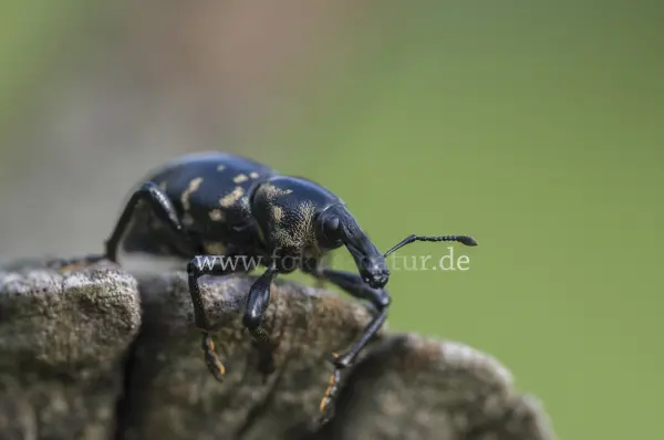 Fokus-Natur Bild