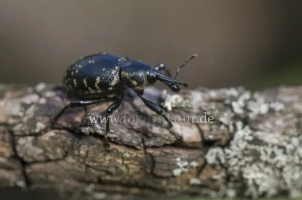 Fokus-Natur Bild