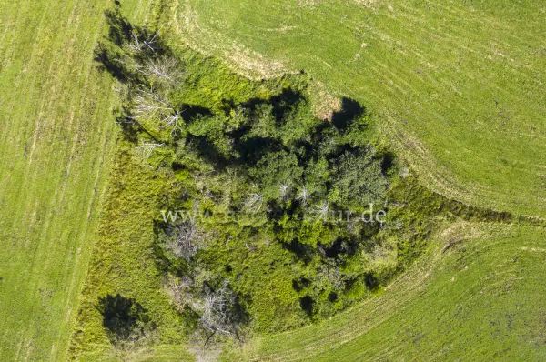 Fokus-Natur Bild