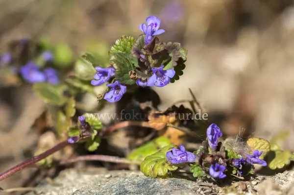 Fokus-Natur Bild