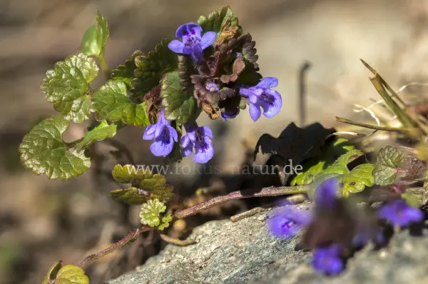 Fokus-Natur Bild