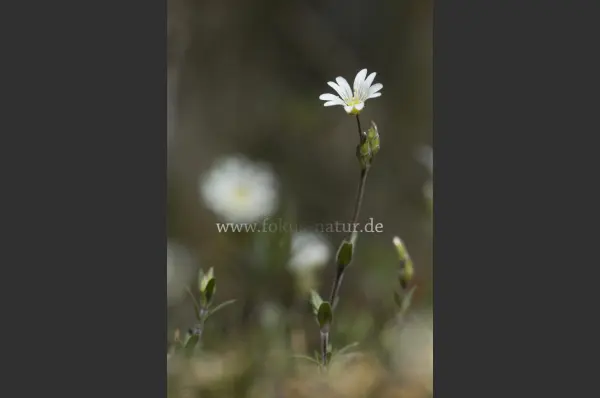 Fokus-Natur Bild
