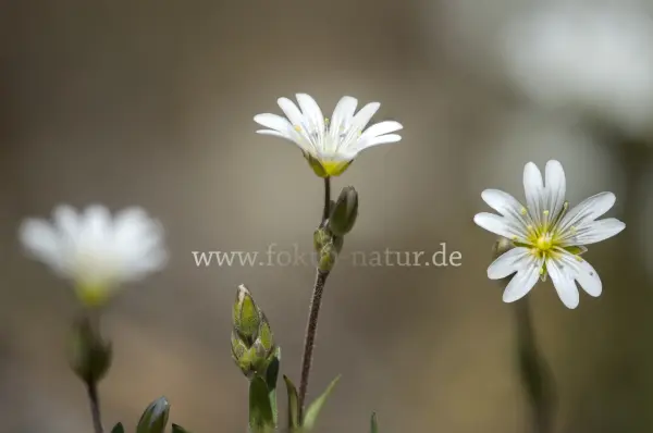 Fokus-Natur Bild