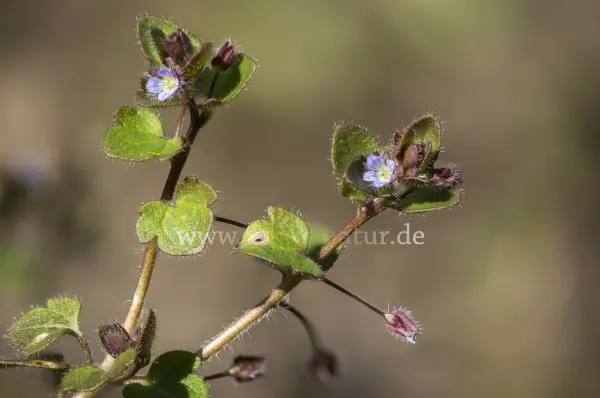Fokus-Natur Bild