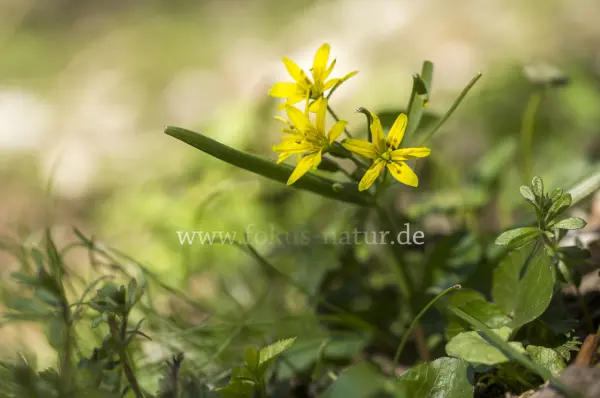 Fokus-Natur Bild