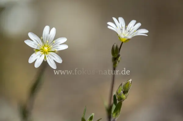 Fokus-Natur Bild