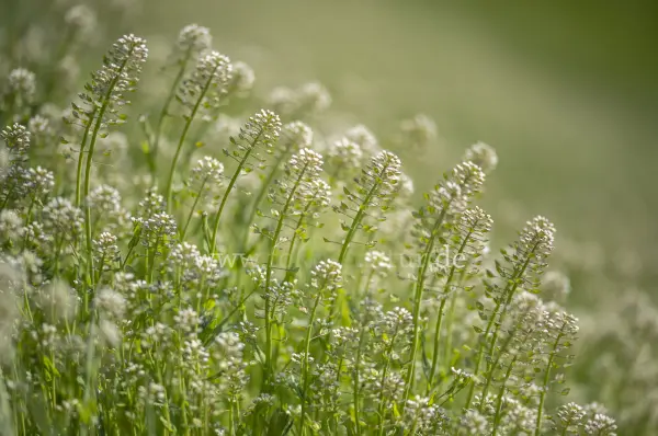 Fokus-Natur Bild