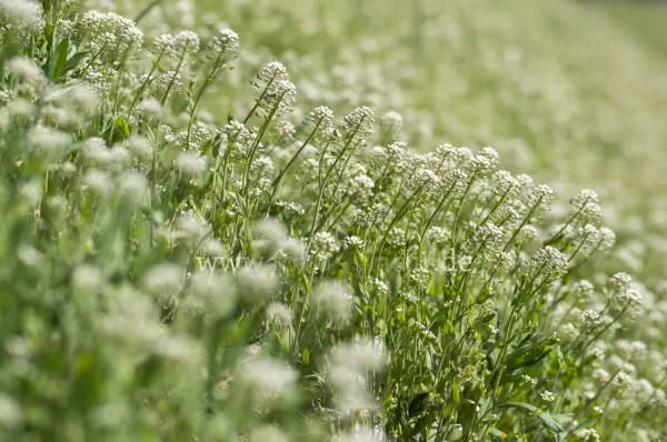 Fokus-Natur Bild
