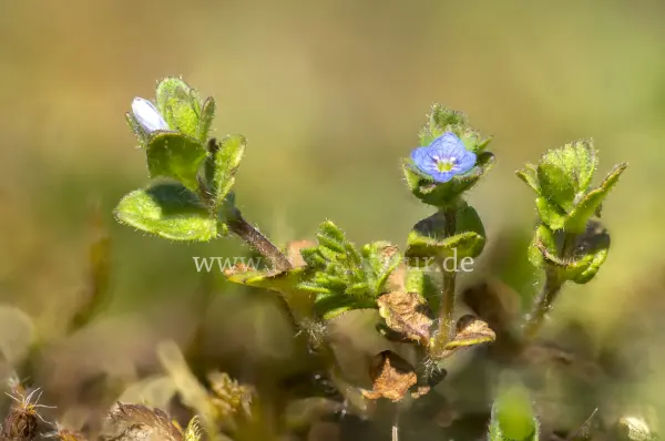 Fokus-Natur Bild