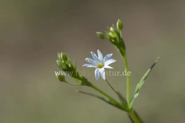 Fokus-Natur Bild