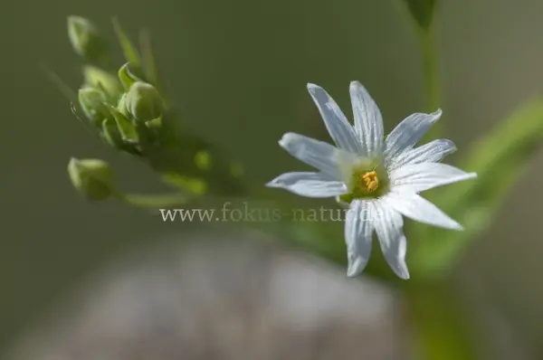 Fokus-Natur Bild