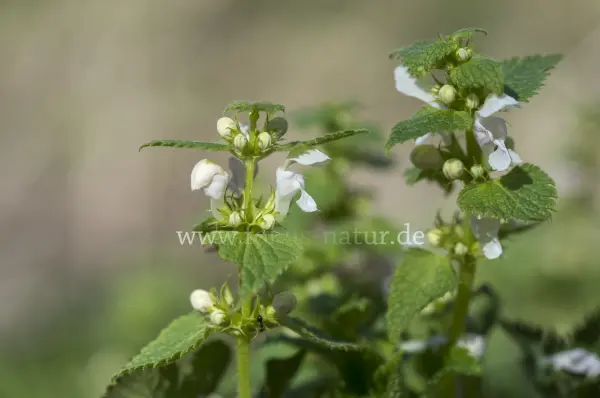 Fokus-Natur Bild