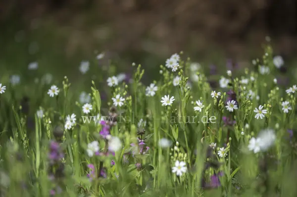 Fokus-Natur Bild