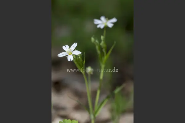 Fokus-Natur Bild