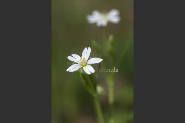 Fokus-Natur Bild