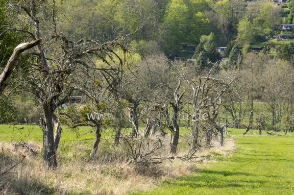 Fokus-Natur Bild