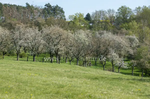 Fokus-Natur Bild