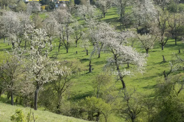 Fokus-Natur Bild