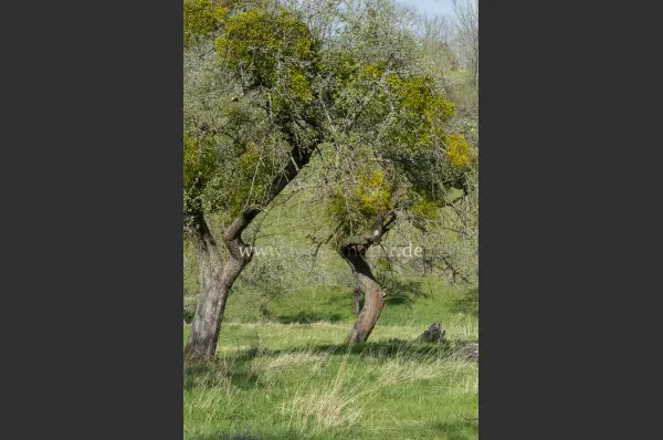 Fokus-Natur Bild