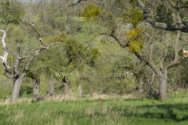 Fokus-Natur Bild