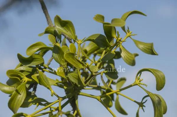 Fokus-Natur Bild