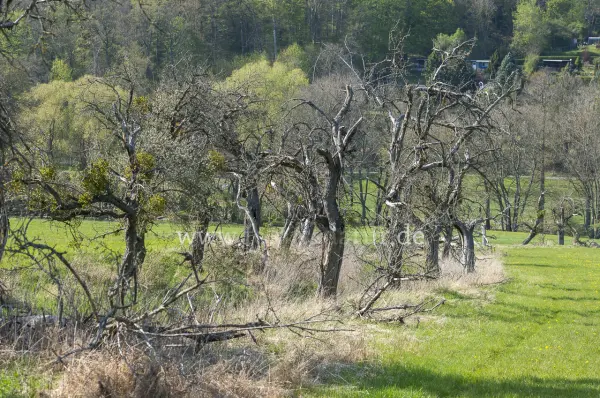 Fokus-Natur Bild
