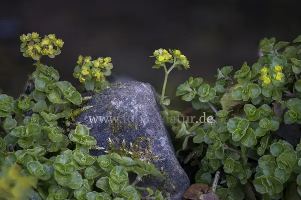 Fokus-Natur Bild